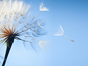 neuheiten-events-pusteblume-180x135